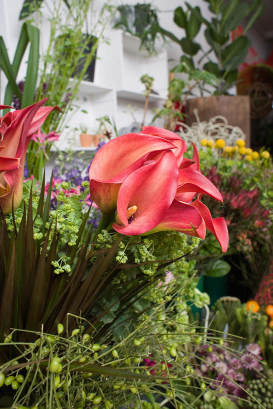 无人,商店,竖图,室内,特写,白天,正面,购物,智慧,消费,叶子,艺术,盛开,绿叶,花蕾,文化,商铺,花,花瓣,花朵,鲜花,插花,花苞,花蕊,嫩叶,金融,插花艺术,创造,创作,想象,选购,贸易,血拼,市肆,商号,白鹤花,白玉簪,玉春棒,玉簪花,宽和,恬静,叶,叶片,彩图,店铺