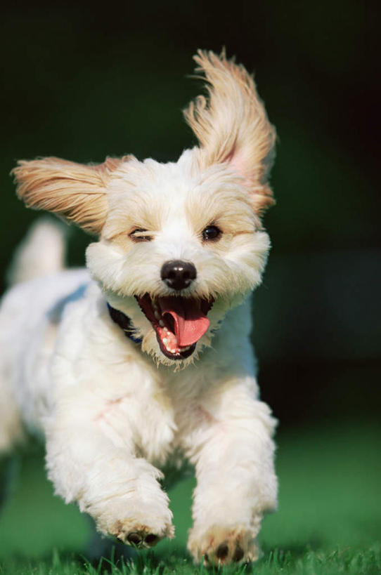 无人,竖图,室外,特写,白天,正面,草地,草坪,植物,宠物,狗,奔驰,阴影,朦胧,模糊,反射,影子,注视,吐舌头,草,一只,绿色,动物,奔跑,观察,看,伸舌头,张嘴,吐舌,可爱,观看,察看,关注,张大嘴巴,忠诚,张开嘴,犬,半身,彩图