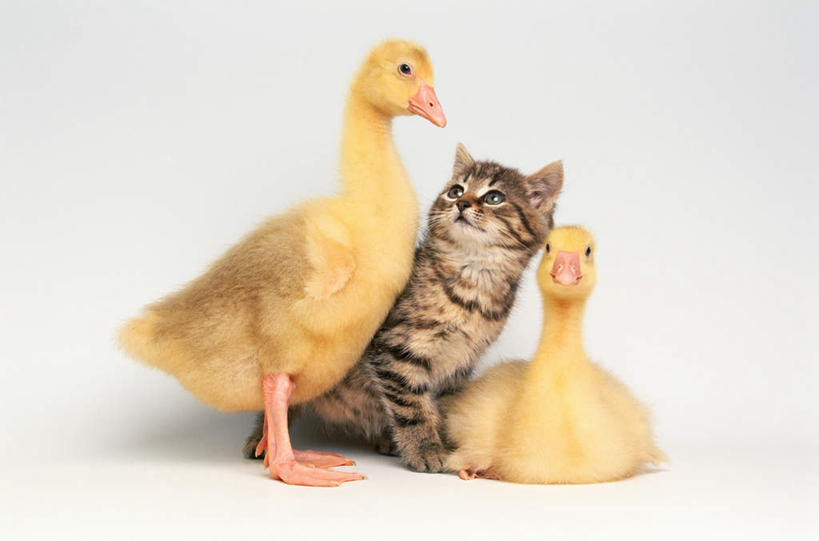 无人,站,横图,室内,白天,白色背景,正面,宠物,猫,鸟,三只,阴影,花纹,柔软,反射,鸟类,鸭,影子,注视,家禽,黄色,动物,观察,看,站着,可爱,毛茸茸,摄影,牲畜,影棚,观看,柔滑,察看,关注,斑纹,猫咪,娇嫩,柔嫩,优柔,站立,彩图,全身,影棚拍摄,拍摄