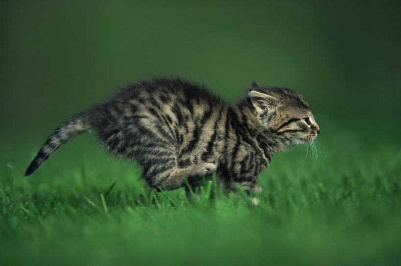 无人,横图,室外,白天,侧面,草地,草坪,植物,宠物,猫,奔驰,朦胧,模糊,注视,草,一只,绿色,动物,奔跑,观察,看,可爱,观看,察看,关注,猫咪,彩图,全身