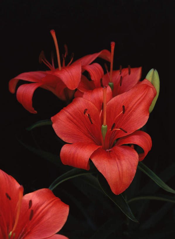 无人,竖图,室外,特写,白天,正面,花海,花圃,植物,叶子,盛开,花蕾,花,花瓣,花朵,花卉,鲜花,红色,绿色,花丛,花束,花田,花苞,花蕊,白鹤花,白玉簪,玉春棒,玉簪花,宽和,恬静,彩图