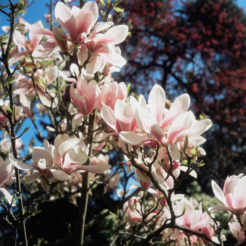 无人,方图,室外,白天,仰视,旅游,度假,美景,植物,玉兰花,阴影,光线,影子,景观,云,云朵,云彩,娱乐,树,树木,蓝色,绿色,白云,蓝天,天空,阳光,自然,天,享受,休闲,景色,放松,生长,晴朗,成长,自然风光,辛夷,木笔,木兰花,望春玉兰,辛夷花,晴空,玉兰,应春花,望春花,木兰,彩图,低角度拍摄