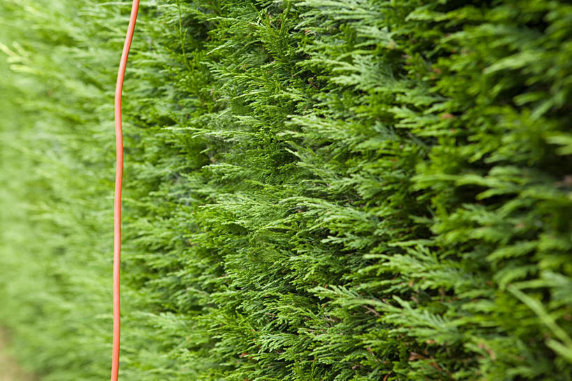 无人,横图,室外,特写,白天,正面,植物,叶子,金属制品,环保,金属,绿叶,防护,树,树木,绿色,自然,橙色,嫩叶,生长,成长,美好,美妙,间隔,美观,雅观,绿篱,生篱,树篱,植篱,叶,叶片,彩图