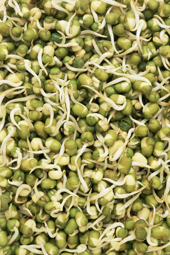 无人,竖图,俯视,室内,特写,白天,蔬菜,一堆,许多,堆叠,堆积,新鲜,豆芽,食品,食物,有机食品,绿色食品,堆,豆芽菜,紫花苜蓿,苜蓿,芽苗菜,牧草,紫苜蓿,彩图,高角度拍摄