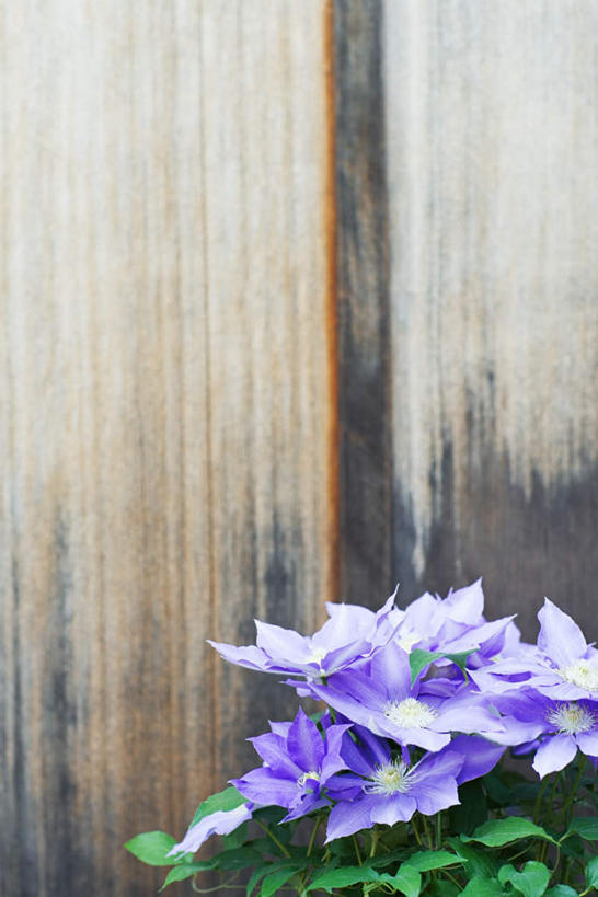 无人,竖图,室外,特写,白天,正面,门,叶子,盛开,木制,绿叶,花蕾,花,花瓣,花朵,鲜花,紫色,木制品,门框,花苞,花蕊,嫩叶,光辉,初恋,愁绪,愁怨,华北紫丁香,龙梢子,丁香,紫丁香,叶,叶片,彩图