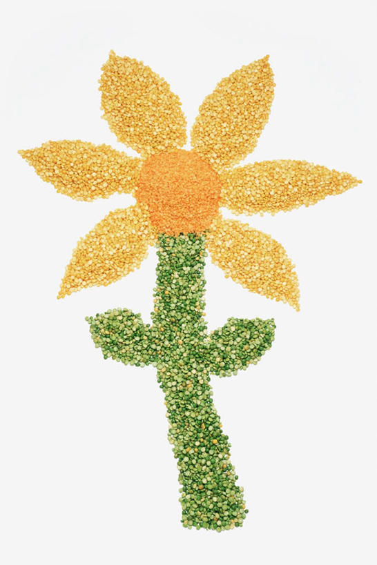 无人,竖图,俯视,室内,白天,白色背景,爱情,幸福,玉米,太阳,植物,向日葵,豆,大豆,蔬菜,一堆,阴影,堆叠,堆积,新鲜,盛开,反射,棒子,影子,豆类,豆子,毛豆,玉蜀黍,食品,花蕾,花,花瓣,花朵,鲜花,食物,一朵,花苞,花蕊,摄影,有机食品,绿色食品,影棚,堆,苞米,苞芦,绿豆,光辉,豆科,沉默,忠诚,苞谷,青小豆,菉豆,植豆,枝豆,勇敢,包谷,大蜀黍,番麦,薏米包,玉高粱,玉麦,珍珠米,投缘,爱慕,高傲,朝阳花,葵花,望日莲,向阳花,转日莲,黄豆,彩图,高角度拍摄,影棚拍摄,拍摄