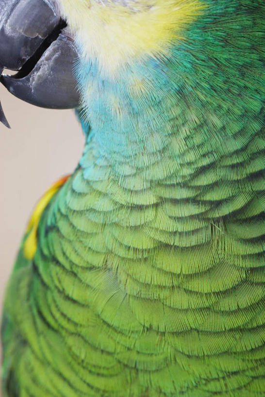 无人,竖图,室内,特写,白天,正面,鸟,鹦鹉,羽毛,轻盈,柔软,鸟类,一只,绿色,动物,可爱,活泼,轻柔,观赏鸟,半身,彩图
