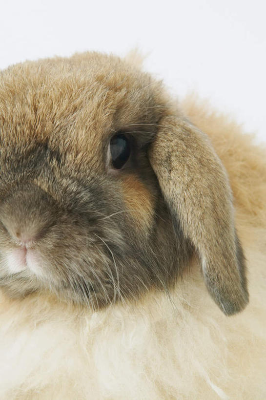 耳朵,无人,竖图,室内,特写,白天,白色背景,正面,哺乳动物,兔子,注视,一只,动物,观察,看,摄影,影棚,观看,兔,察看,关注,耳,耳部,半身,彩图,影棚拍摄,拍摄