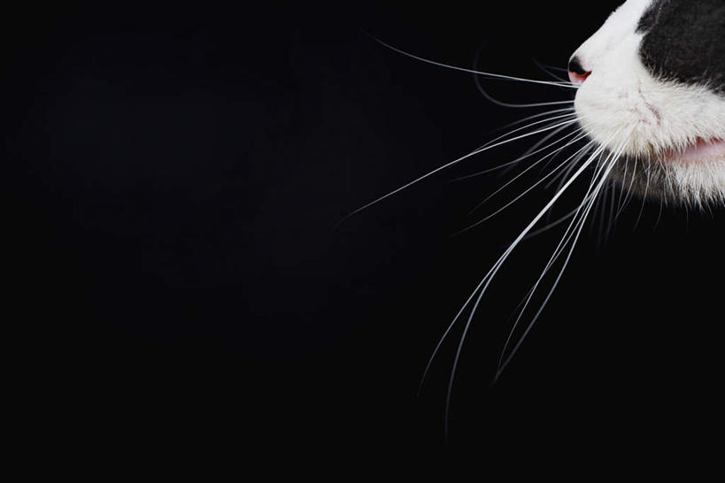 胡须,无人,站,横图,室内,特写,白天,侧面,宠物,猫,黑色背景,一只,动物,站着,可爱,摄影,影棚,猫咪,髯毛,站立,半身,彩图,影棚拍摄,拍摄