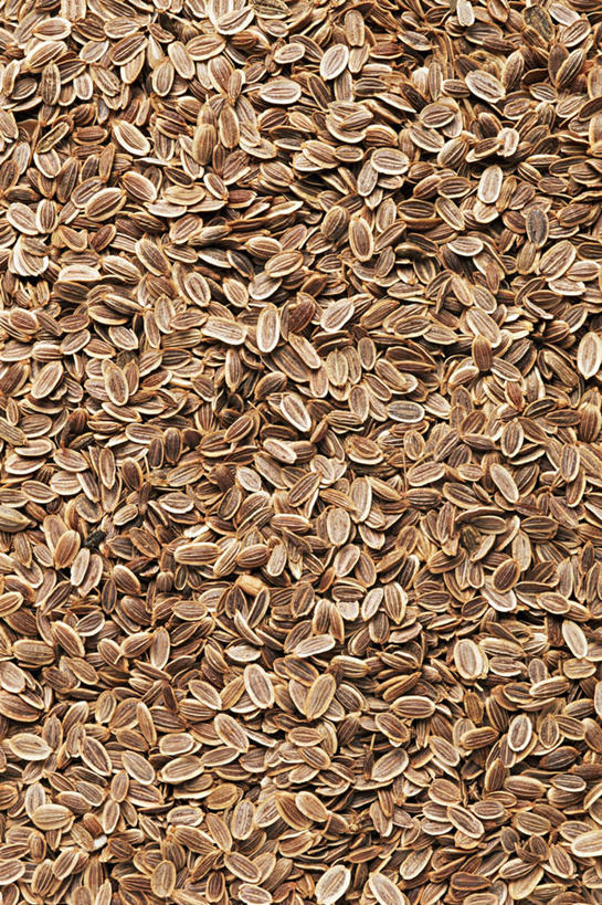 无人,竖图,俯视,室内,特写,白天,一堆,许多,堆叠,堆积,调味,香料,佐料,种子,摄影,影棚,堆,配料,莳萝,作料,洋茴香,土茴香,彩图,高角度拍摄,影棚拍摄,拍摄