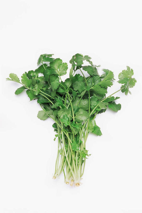 无人,竖图,俯视,室内,特写,白天,白色背景,叶子,香菜,调味,香料,佐料,绿叶,绿色,嫩叶,摄影,影棚,配料,胡菜,香荽,原荽,园荽,芫荽,作料,胡荽,莞荽,芫茜,芫蓿,莚葛草,莚荽菜,叶,叶片,彩图,高角度拍摄,影棚拍摄,拍摄