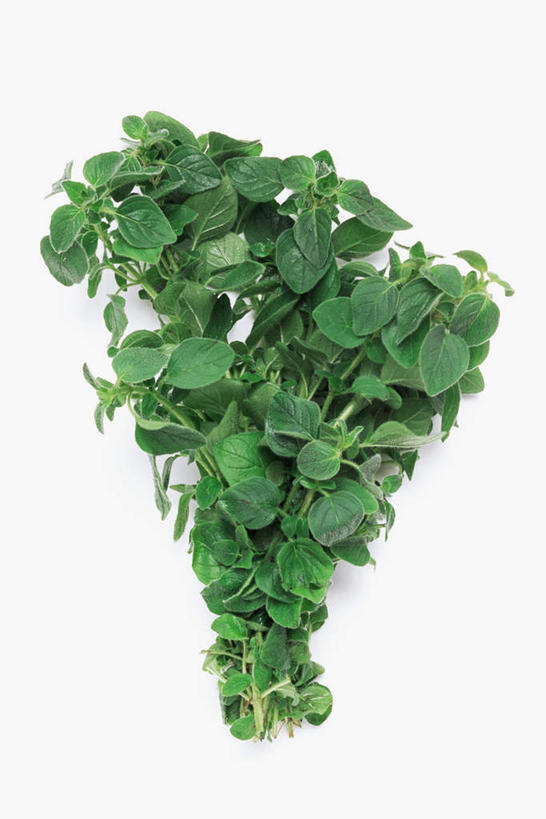 无人,竖图,室内,特写,白天,白色背景,正面,叶子,调味,香料,佐料,绿叶,嫩叶,摄影,影棚,牛至,配料,滇香蕾,土香薷,作料,荆芥,香薷,奥勒冈草,白花土荆芥,白花茵陈,川香薷,俄力冈叶,减脂叶,满山香,蘑菇草,披萨草,银薄荷,止痢草,叶,叶片,彩图,影棚拍摄,拍摄