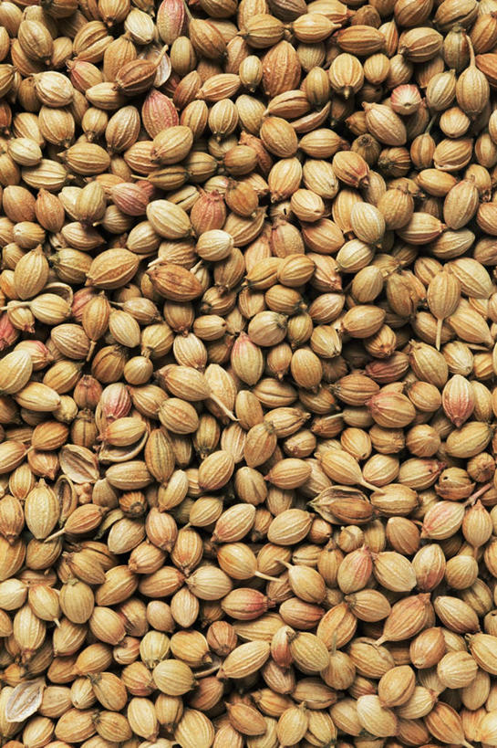 无人,竖图,俯视,室内,特写,白天,一堆,许多,阴影,堆叠,堆积,反射,影子,香菜,褐色,种子,摄影,影棚,堆,胡菜,香荽,原荽,园荽,芫荽,胡荽,莞荽,芫茜,芫蓿,莚葛草,莚荽菜,香菜籽,彩图,高角度拍摄,影棚拍摄,拍摄