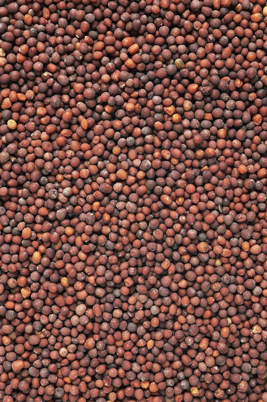 无人,竖图,俯视,室内,特写,白天,植物,豆,蔬菜,许多,阴影,新鲜,反射,影子,豆类,豆子,红豆,食品,食物,排列,摄影,有机食品,绿色食品,影棚,赤豆,豆科,红小豆,摆列,彩图,高角度拍摄,影棚拍摄,拍摄,布列,分列