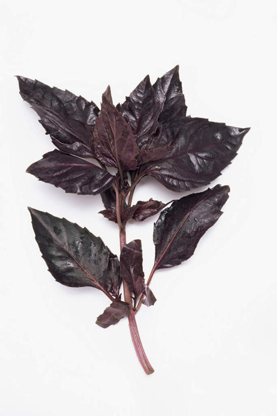 无人,竖图,俯视,室内,特写,白天,白色背景,叶子,调味,香料,佐料,绿叶,紫色,嫩叶,摄影,影棚,配料,紫苏,作料,赤苏,红苏,黑苏,叶,叶片,彩图,高角度拍摄,影棚拍摄,拍摄