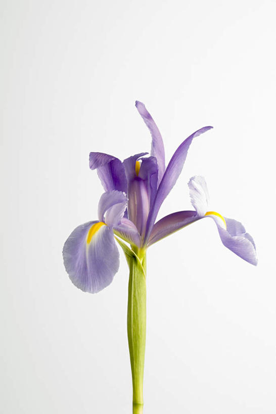 无人,竖图,室内,特写,白天,白色背景,正面,植物,盛开,草药,花蕾,中药,花,花瓣,花朵,鲜花,一朵,紫色,花苞,花茎,花蕊,摄影,影棚,鸢尾,药材,中草药,中药材,本草,紫蝴蝶,蓝蝴蝶,乌鸢,扁竹花,彩图,影棚拍摄,拍摄