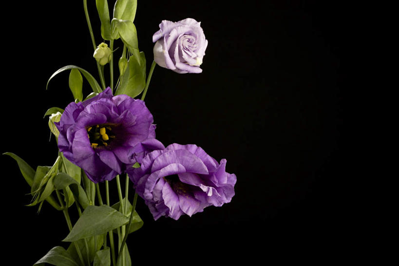无人,横图,室内,特写,白天,正面,爱情,叶子,三朵,黑色背景,盛开,绿叶,花蕾,花,花瓣,花朵,鲜花,紫色,花苞,花蕊,嫩叶,摄影,影棚,桔梗花,僧冠帽,柔顺,六角荷,永恒,梗草,悲哀,诚实,无望,叶,叶片,彩图,影棚拍摄,拍摄