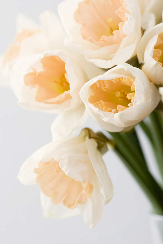 无人,竖图,室内,特写,白天,白色背景,正面,爱情,陶醉,水仙花,朦胧,模糊,盛开,花蕾,花,花瓣,花朵,鲜花,花苞,花蕊,摄影,影棚,记忆,金盏银台,玉玲珑,女史花,雅蒜,天蒜,敬意,自恋,凌波仙子,水仙,天葱,彩图,影棚拍摄,拍摄