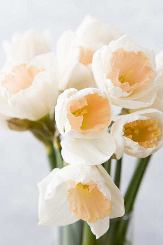 无人,竖图,室内,特写,白天,白色背景,正面,爱情,陶醉,水仙花,许多,朦胧,模糊,盛开,花蕾,花,花瓣,花朵,鲜花,绿色,白色,花苞,花茎,花蕊,摄影,影棚,记忆,金盏银台,玉玲珑,女史花,雅蒜,天蒜,敬意,自恋,凌波仙子,水仙,天葱,彩图,影棚拍摄,拍摄