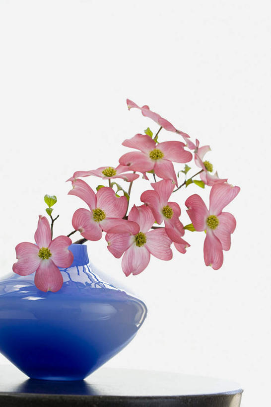 无人,竖图,室内,特写,白天,白色背景,正面,花瓶,许多,盛开,陶瓷,陶瓷制品,花蕾,花,花瓣,花朵,鲜花,一个,粉色,蓝色,瓶子,花苞,花蕊,摄影,影棚,单个,山茱萸,山萸肉,山芋肉,蜀酸枣,天木籽,药枣,萸肉,枣皮,彩图,影棚拍摄,拍摄