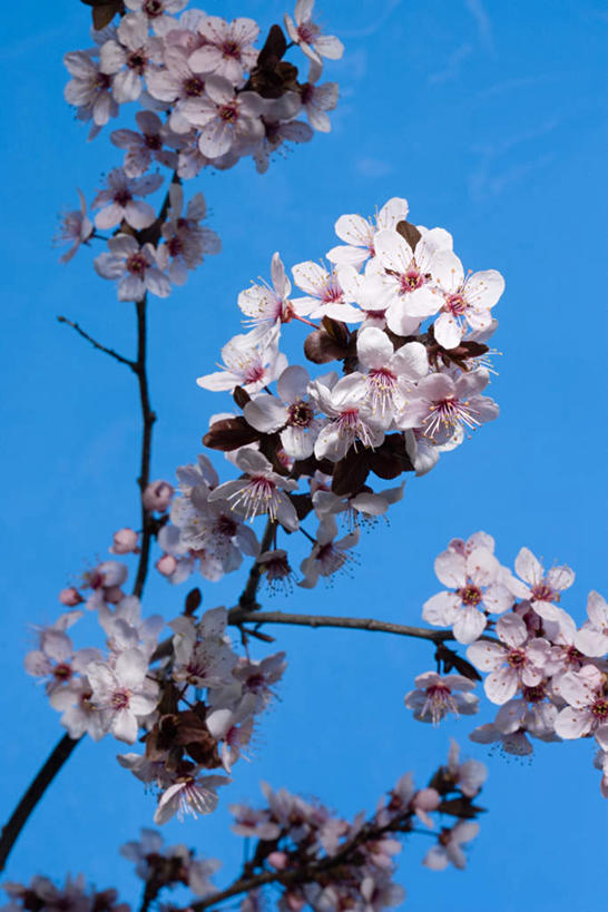 无人,竖图,室外,特写,白天,仰视,美景,植物,许多,阴影,盛开,光线,影子,景观,枝条,花蕾,花,花瓣,花朵,鲜花,树,树木,树枝,蓝色,白色,蓝天,天空,阳光,自然,天,花苞,花蕊,景色,晴朗,自然风光,万里无云,虬枝,枝杈,山楂花,晴空,晴空万里,彩图,低角度拍摄