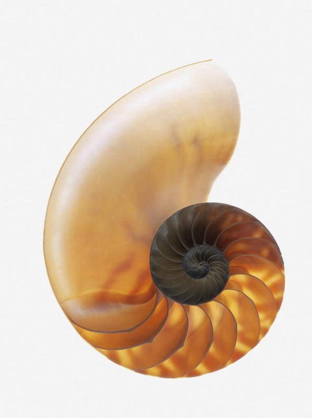 无人,竖图,俯视,室内,特写,白天,白色背景,螺旋,鹦鹉螺,海螺,海洋生物,一个,摄影,影棚,单个,软体动物,峨螺,水生动物,水生物,海底动物,彩图,高角度拍摄,影棚拍摄,拍摄