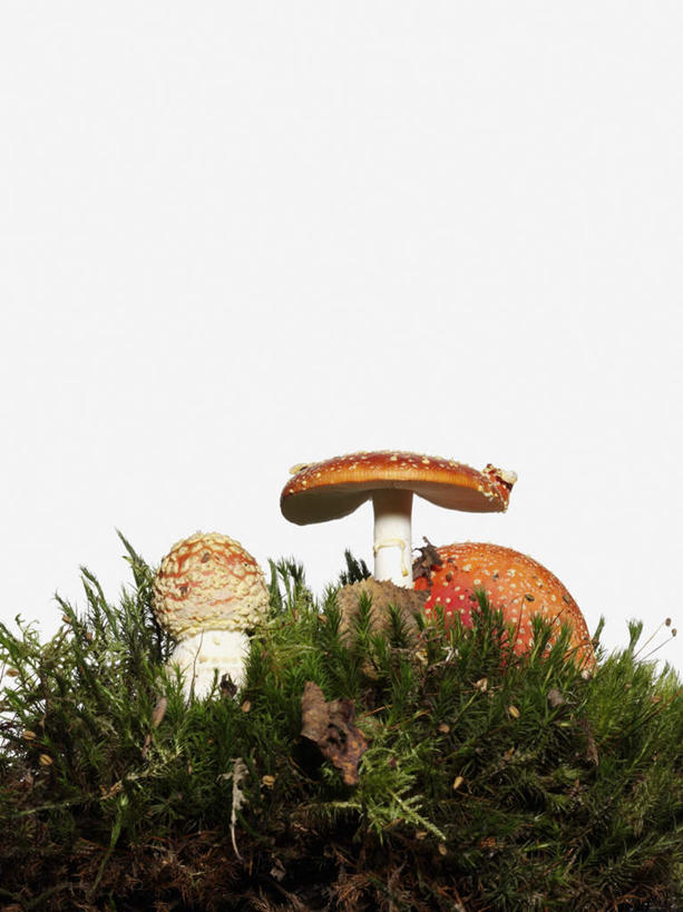 无人,竖图,室内,特写,白天,白色背景,正面,叶子,圆点,斑点,菌菇,绿叶,菌类,三个,嫩叶,摄影,影棚,有毒,毒蝇伞,毒蝇鹅膏菌,哈蟆菌,捕蝇菌,毒蝇菌,叶,叶片,彩图,影棚拍摄,拍摄