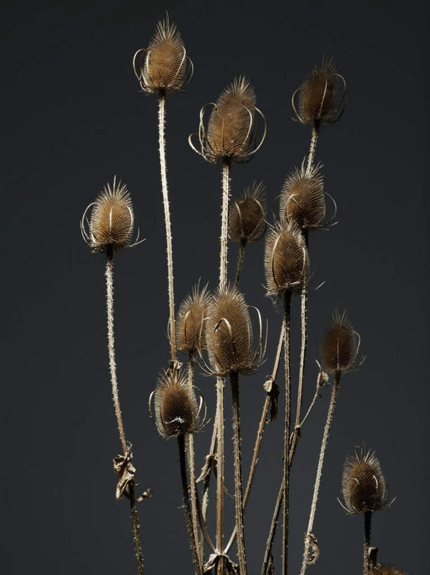 无人,竖图,室内,特写,白天,正面,植物,黑色背景,枯萎,绿色,自然,摄影,影棚,生长,成长,死亡,枯败,彩图,影棚拍摄,拍摄