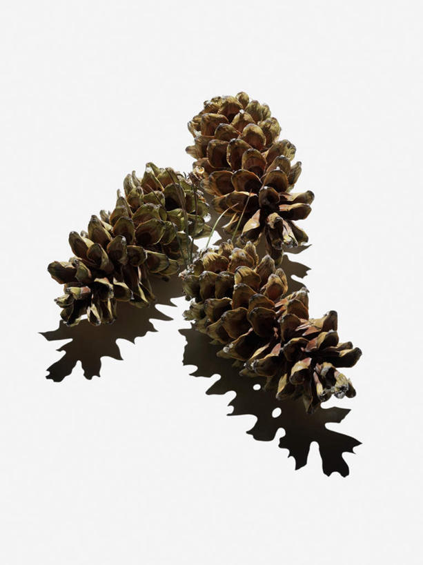 无人,竖图,室内,特写,白天,白色背景,正面,坚果,棕色,果实,松果,三个,干果,摄影,影棚,松塔,彩图,影棚拍摄,拍摄