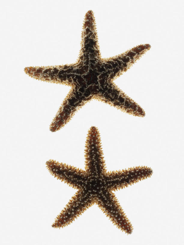 无人,竖图,俯视,室内,特写,白天,白色背景,海星,阴影,反射,影子,星星,海洋生物,两个,自然,动物,星形,生物,摄影,影棚,五角形,棘皮动物门,星鱼,五角星,彩图,高角度拍摄,影棚拍摄,拍摄
