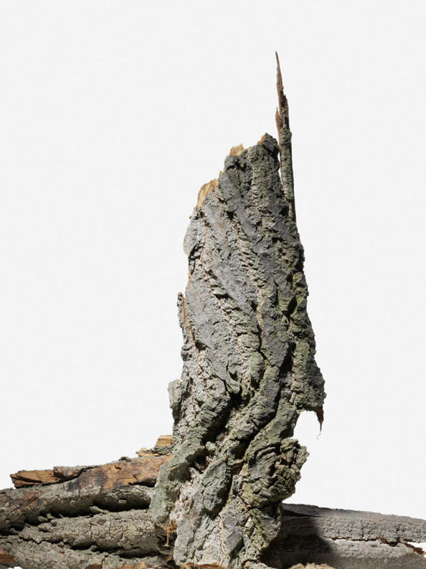 无人,竖图,室内,特写,白天,白色背景,正面,植物,枯萎,树皮,枝条,树,树木,树枝,摄影,影棚,死亡,虬枝,枝杈,枯败,彩图,影棚拍摄,拍摄