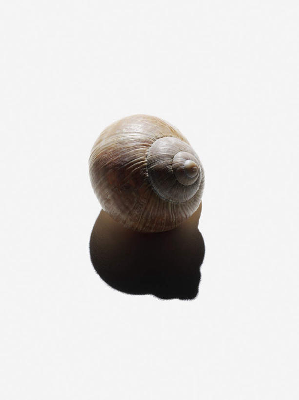 无人,竖图,俯视,室内,特写,白天,白色背景,阴影,反射,影子,海螺,海洋生物,一个,摄影,影棚,单个,软体动物,峨螺,水生动物,水生物,海底动物,彩图,高角度拍摄,全身,影棚拍摄,拍摄