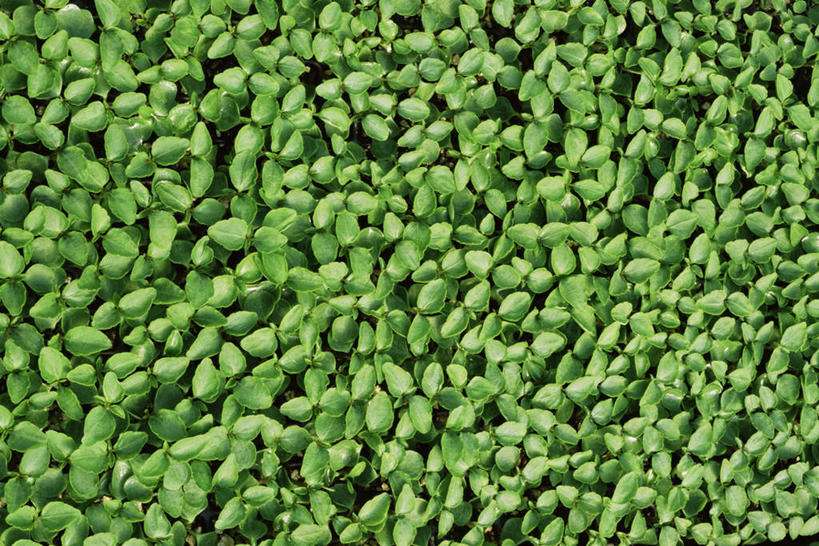 无人,农田,横图,俯视,室外,白天,庄稼,农作物,叶子,新鲜,绿叶,绿色,嫩叶,青春,生命,和平,安详,秧苗,冷色,叶,叶片,彩图,高角度拍摄,耕地,庄稼田