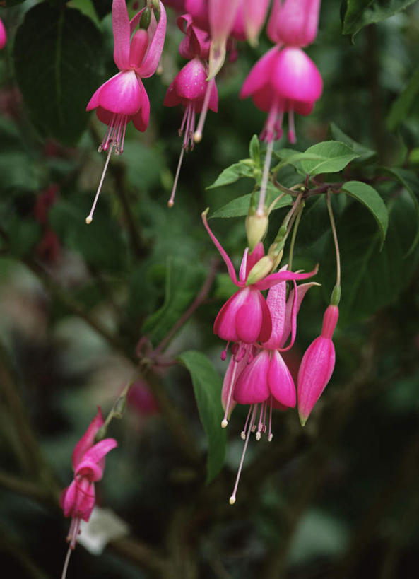 无人,竖图,室外,特写,白天,正面,旅游,度假,花海,花圃,美景,植物,叶子,盛开,景观,花蕾,娱乐,花,花瓣,花朵,花卉,鲜花,红色,绿色,自然,花丛,花束,花田,花苞,花蕊,享受,休闲,景色,放松,自然风光,灯笼花,吊钟花,倒挂金钟,吊钟海棠,彩图