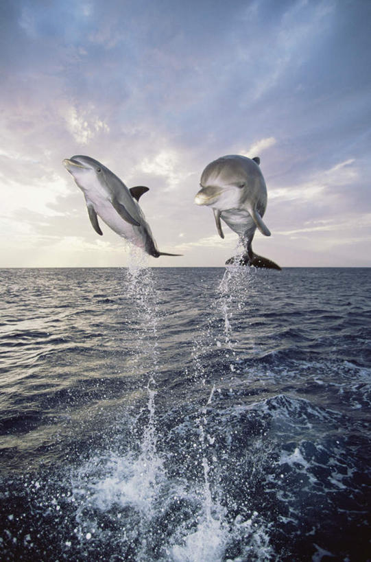 无人,跳,竖图,室外,白天,正面,旅游,度假,海浪,海洋,美景,水,哺乳动物,鲸鱼,两头,飞溅,溅,液体,景观,浪花,水滴,水平线,辽阔,海平线,半空,娱乐,海洋生物,水珠,蓝色,蓝天,天空,自然,海水,动物,天,享受,休闲,广阔,景色,南美,放松,可爱,活泼,鲸,晴朗,一望无际,南美洲,西印度群岛,拉丁美洲,喷洒,自然风光,水生动物,美洲,水生物,海景,海底动物,万里无云,亚美利加洲,南亚美利加洲,鲸类,白暨豚,白鳍,白鳍豚,无边无际,一马平川,大海,风浪,海,海水的波动,近岸浪,涌浪,晴空,晴空万里,跳跃,彩图,全身,水天相接,水天一线,巴哈马群岛