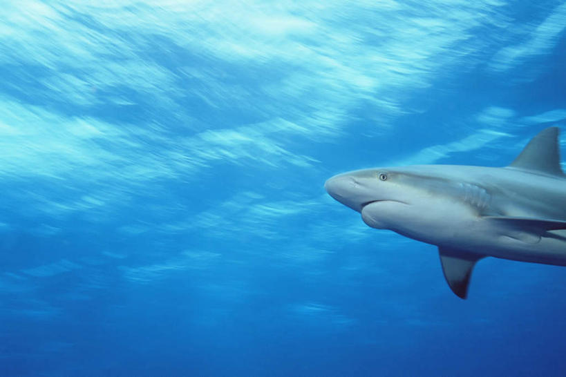 游泳,无人,横图,室外,白天,仰视,旅游,度假,海底,水下,海浪,海洋,美景,鲨鱼,野生动物,一条,阴影,光线,鱼,影子,景观,浪花,水底,注视,娱乐,鱼类,阳光,自然,海水,动物,观察,看,享受,休闲,景色,放松,海底世界,观看,察看,关注,自然风光,凶猛,海景,泅水,拍浮,加勒比礁鲨,残暴,凶残,大海,风浪,海,海床,海水的波动,近岸浪,涌浪,沙鱼,半身,彩图,低角度拍摄