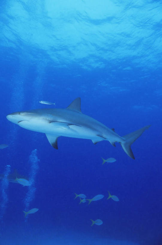 游泳,无人,竖图,室外,白天,仰视,旅游,度假,海底,水下,海浪,海洋,美景,鲨鱼,野生动物,许多,阴影,光线,鱼,影子,景观,浪花,水底,注视,娱乐,鱼类,阳光,自然,海水,动物,观察,看,享受,休闲,景色,南美,放松,海底世界,观看,察看,南美洲,西印度群岛,拉丁美洲,关注,自然风光,美洲,凶猛,海景,亚美利加洲,南亚美利加洲,泅水,拍浮,加勒比礁鲨,残暴,凶残,大海,风浪,海,海床,海水的波动,近岸浪,涌浪,沙鱼,彩图,低角度拍摄,全身,巴哈马群岛