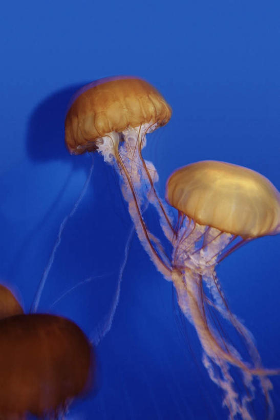 游泳,无人,竖图,室外,白天,正面,旅游,度假,海底,水下,海浪,海洋,美景,城市,美国,蓝色背景,景观,浪花,水底,美丽,娱乐,海洋生物,无脊椎动物,自然,海水,两只,享受,休闲,景色,放松,海底世界,北美,北美洲,加利福尼亚,自然风光,水生动物,美洲,浮游动物,水生物,凶猛,海景,海底动物,加州,洛杉矶,加利福尼亚州,金州,黄金州,北亚美利加洲,亚美利加洲,泅水,拍浮,天使之城,蒙市,蒙特利公园市,大海,风浪,海,海床,海水的波动,近岸浪,涌浪,水母,彩图