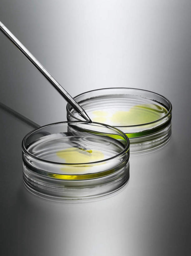 无人,竖图,俯视,室内,特写,白天,实验,仪器,静物,玻璃,一根,阴影,灰色背景,研究,透明,反射,分析,化学,测试,培养皿,影子,玻璃制品,两个,玻璃棒,搅拌,器皿,生物,摄影,影棚,皮氏培养皿,玻璃仪器,试验耗材,实验用品,化学器材,引流,玻棒,彩图,高角度拍摄,影棚拍摄,拍摄