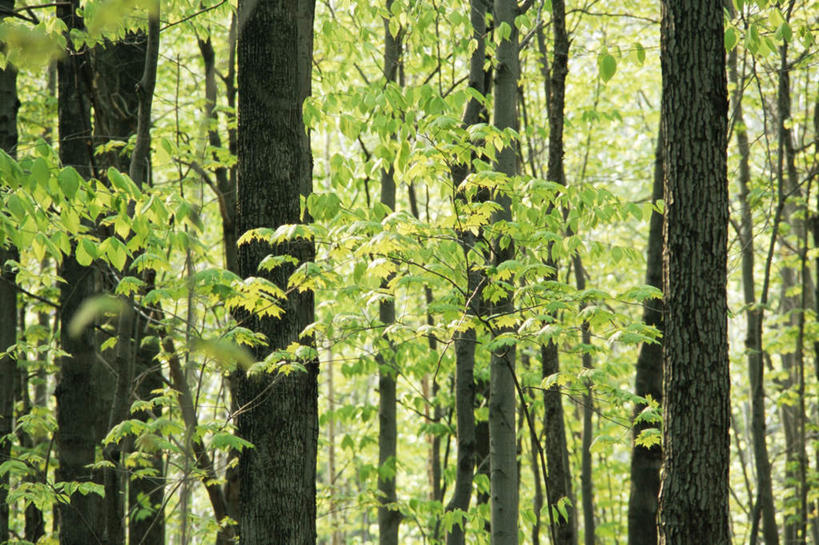 无人,横图,室外,白天,正面,旅游,度假,美景,植物,加拿大,景观,娱乐,树,树木,绿色,自然,享受,休闲,景色,放松,白桦,生长,成长,北美,北美洲,自然风光,美洲,省会,北亚美利加洲,亚美利加洲,魁北克,魁北克城,魁北克省,魁北克市,桦树,桦皮树,桦木,彩图