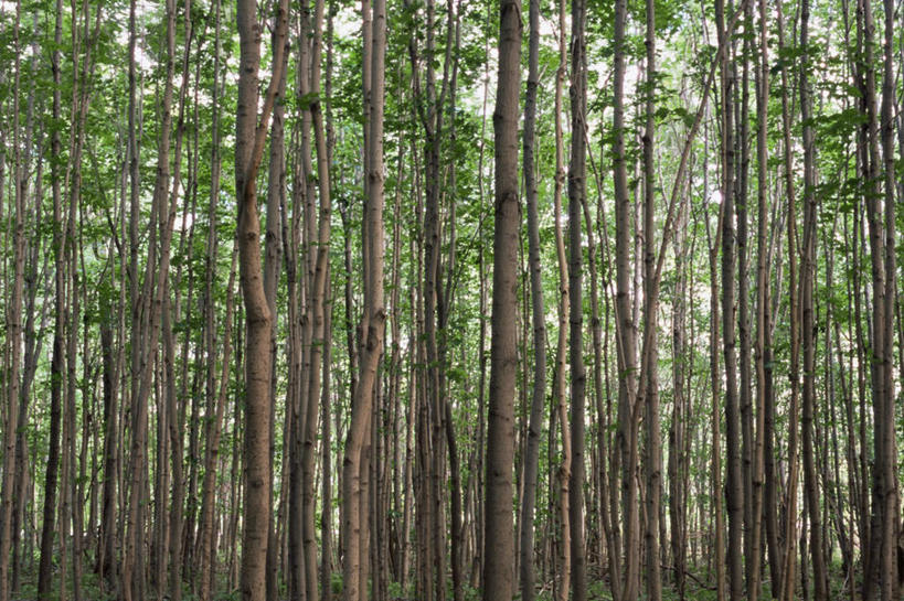 无人,横图,室外,白天,正面,旅游,度假,美景,植物,景观,娱乐,树,树木,绿色,自然,享受,休闲,景色,放松,白桦,生长,成长,自然风光,桦树,桦皮树,桦木,彩图