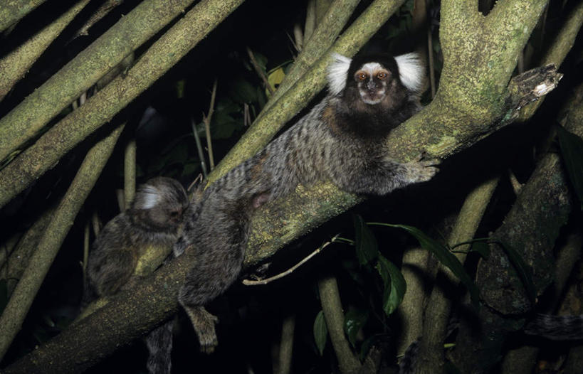 无人,横图,室外,白天,仰视,旅游,度假,美景,植物,哺乳动物,猴,野生动物,猴子,巴西,景观,枝条,扭头,注视,娱乐,树,树木,树枝,绿色,自然,动物,观察,看,趴着,转头,两只,享受,休闲,景色,南美,放松,可爱,活泼,生长,成长,观看,察看,南美洲,拉丁美洲,关注,自然风光,美洲,巴西联邦共和国,亚美利加洲,南亚美利加洲,拇指猴,狨猴,虬枝,枝杈,趴,彩图,低角度拍摄,全身