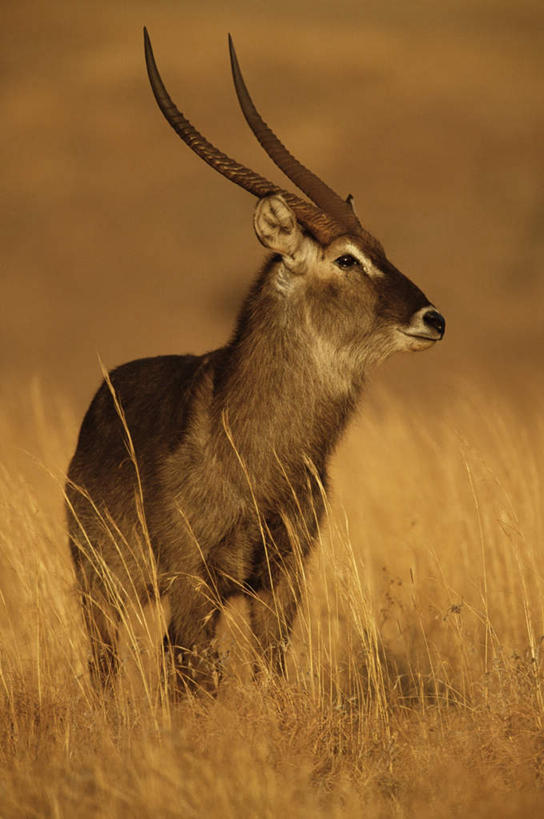 无人,站,竖图,室外,白天,正面,旅游,度假,美景,植物,野生动物,羊,非洲,枯萎,朦胧,模糊,羚羊,景观,枯草,注视,娱乐,草,一只,黄色,自然,动物,观察,看,站着,享受,休闲,景色,放松,可爱,活泼,观看,察看,关注,自然风光,水羚,阿非利加洲,站立,彩图,全身