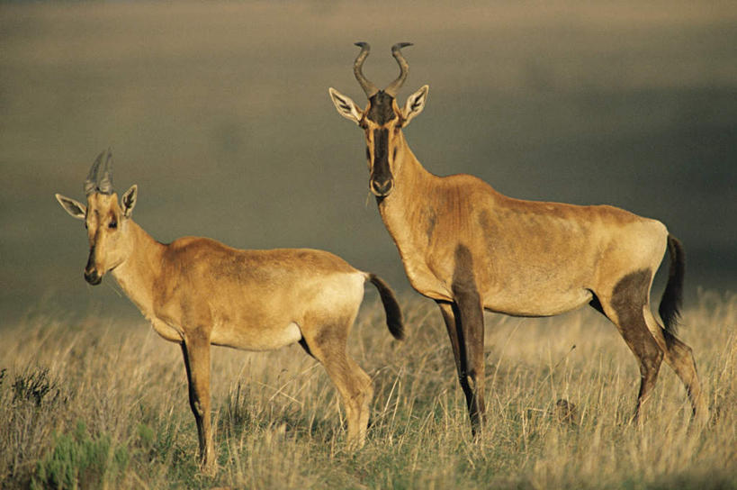 无人,站,横图,室外,白天,侧面,旅游,度假,草地,草坪,美景,植物,哺乳动物,野生动物,羊,非洲,朦胧,模糊,羚羊,景观,注视,娱乐,草,树,树木,绿色,自然,动物,观察,看,站着,两只,享受,休闲,景色,放松,可爱,活泼,生长,成长,观看,察看,关注,自然风光,阿非利加洲,狷羚,站立,彩图,全身