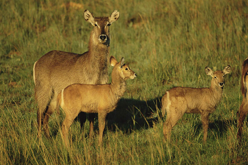 无人,站,横图,室外,白天,侧面,旅游,度假,草地,草坪,美景,植物,野生动物,羊,非洲,三只,阴影,光线,羚羊,影子,景观,注视,娱乐,草,绿色,阳光,自然,动物,观察,看,站着,享受,休闲,景色,放松,可爱,活泼,观看,察看,关注,自然风光,水羚,阿非利加洲,站立,彩图,全身