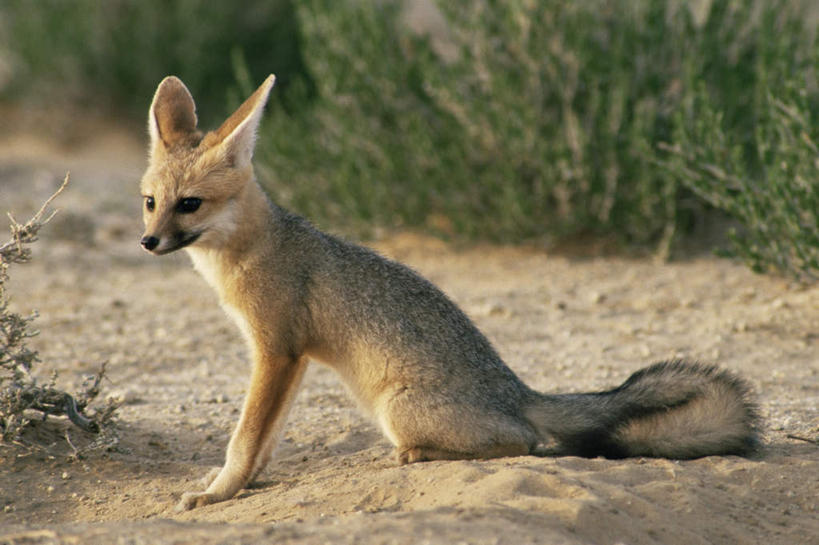 无人,坐,横图,室外,白天,侧面,旅游,度假,草地,草坪,美景,植物,道路,路,狐狸,野生动物,非洲,阴影,光线,影子,景观,小路,交通,注视,娱乐,草,一只,绿色,阳光,自然,动物,观察,看,享受,休闲,景色,放松,乡间小路,观看,察看,关注,自然风光,狡猾,阿非利加洲,狡诈,大耳狐,蝠耳狐,好望角狐,坐着,彩图,全身