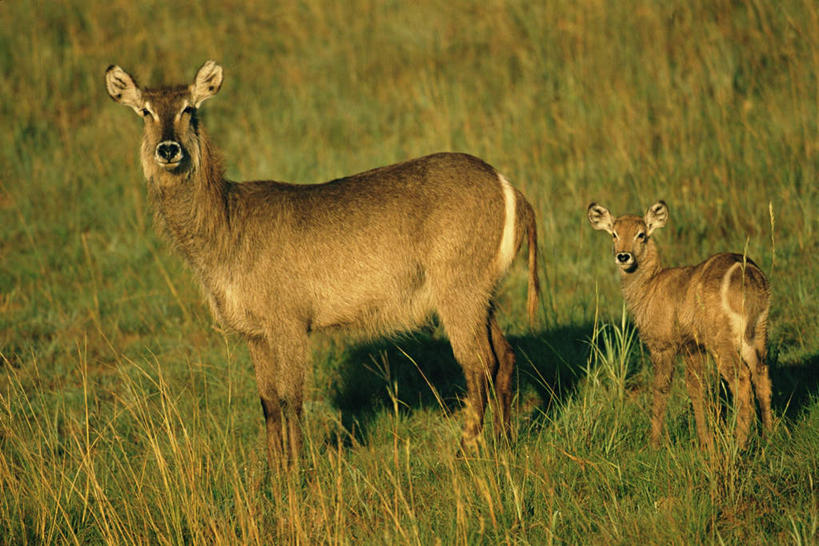 无人,站,横图,室外,白天,侧面,旅游,度假,草地,草坪,美景,植物,野生动物,羊,非洲,阴影,光线,羚羊,影子,景观,注视,娱乐,草,绿色,阳光,自然,动物,观察,看,站着,两只,享受,休闲,景色,放松,可爱,活泼,观看,察看,关注,自然风光,水羚,阿非利加洲,站立,彩图,全身
