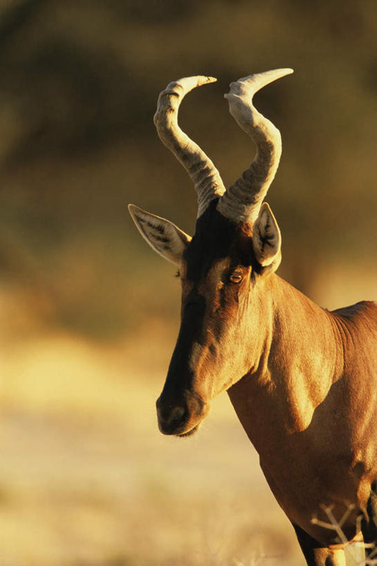 脸,头,脸颊,无人,站,竖图,室外,特写,白天,侧面,旅游,度假,美景,植物,哺乳动物,野生动物,羊,非洲,阴影,枯萎,朦胧,模糊,光线,羚羊,影子,景观,枯草,注视,娱乐,草,一只,黄色,阳光,自然,动物,观察,看,站着,享受,休闲,景色,放松,可爱,活泼,观看,察看,关注,自然风光,阿非利加洲,狷羚,头部,脸部,脸蛋,面部,站立,半身,彩图