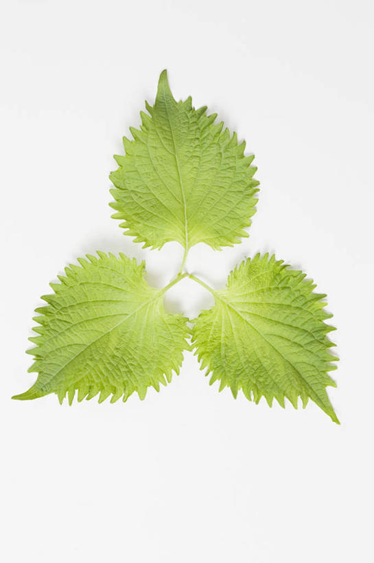 无人,竖图,俯视,室内,特写,白天,白色背景,植物,桌面,桌子,叶子,阴影,环绕,围绕,反射,木制,纹理,影子,绿叶,三片,绿色,木制品,嫩叶,摄影,影棚,紫苏,肌理,赤苏,红苏,黑苏,叶,叶片,叶脉,彩图,高角度拍摄,影棚拍摄,拍摄