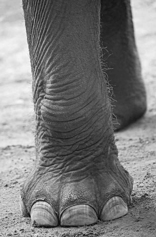 腿部,腿,无人,站,竖图,俯视,黑白,室外,特写,白天,哺乳动物,大象,野生动物,泥土,土壤,一只,动物,站着,象,站立,半身,高角度拍摄